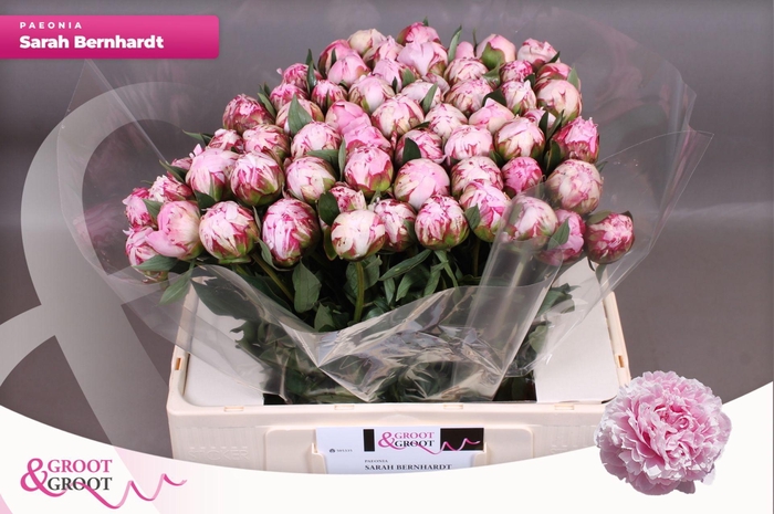 <h4>Paeonia Sarah Bernhardt</h4>