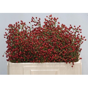 Rosa Mag Red Cascade 50cm