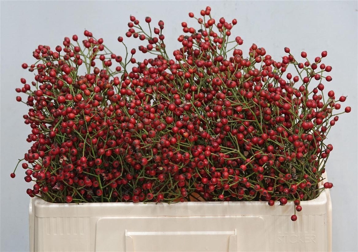 <h4>Rosa Mag Red Cascade 50cm</h4>