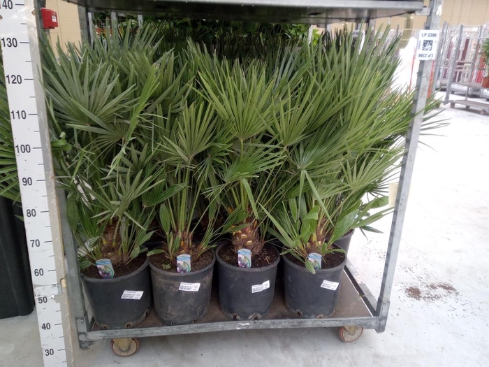 <h4>Chamaerops humilis</h4>