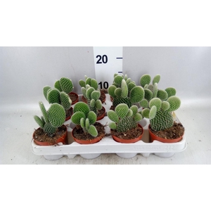 Opuntia microdasys 'Albispina'