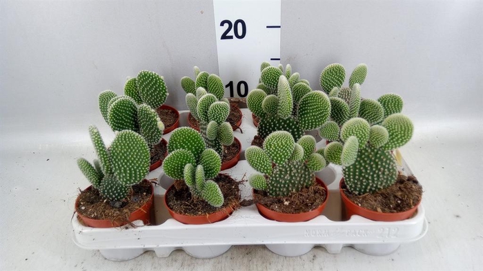 <h4>Opuntia microdasys 'Albispina'</h4>