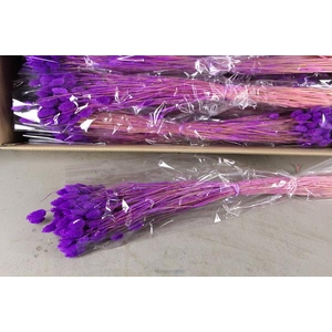 Df Phalaris Bs Purple 100g
