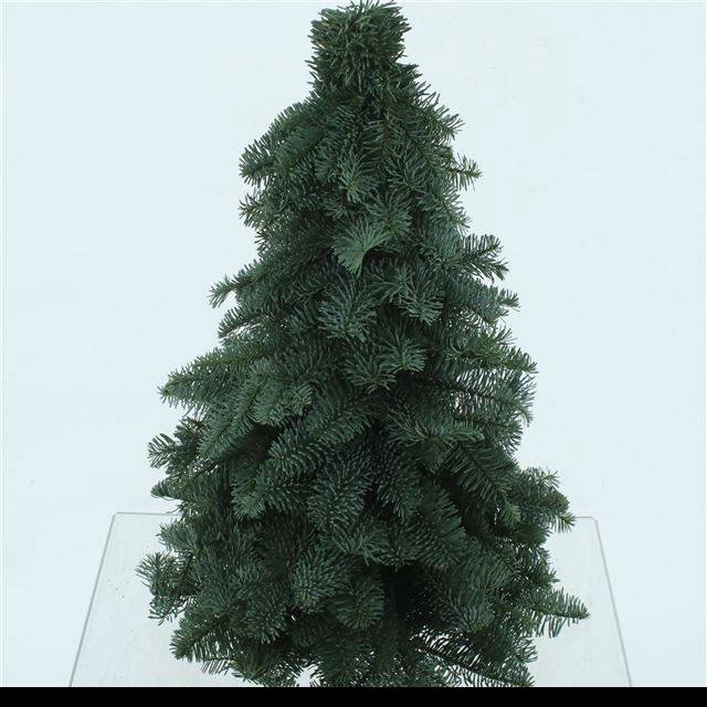 <h4>ABIES NOBILIS BLAUW</h4>