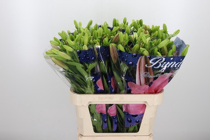 <h4>Lilium La Brindisi</h4>