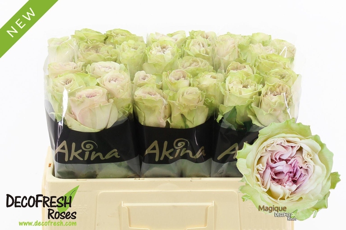 <h4>R Gr Magique</h4>