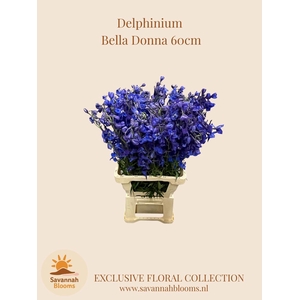 DELPH EN DELDONNA BLUE