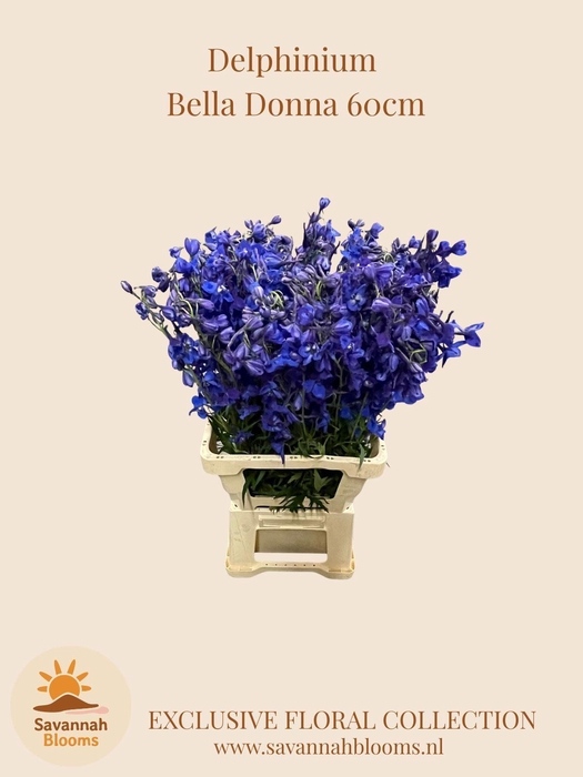 <h4>DELPH EN DELDONNA BLUE</h4>