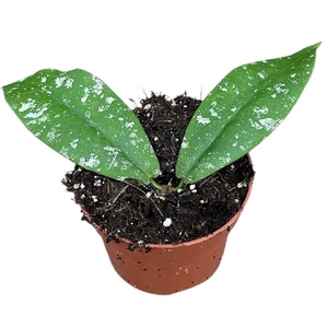 Hoya Overig Mitrata Splash
