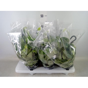 Scindapsus pictus 'Silvery Ann'