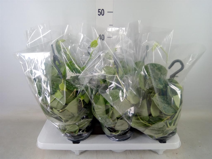 <h4>Scindapsus pictus 'Silvery Ann'</h4>