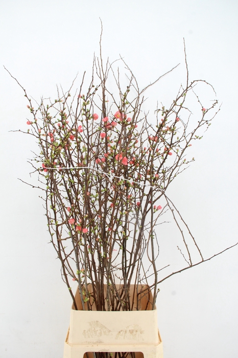<h4>CHAENOMELES JAPONICA PINK 120CM</h4>