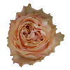 R Gr Princess Crown Peach 50cm EC
