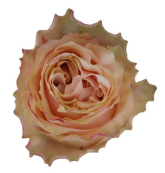 R Gr Princess Crown Peach 50cm EC