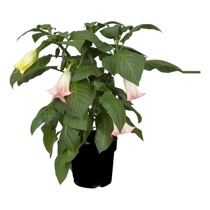 <h4>Brugmansia</h4>