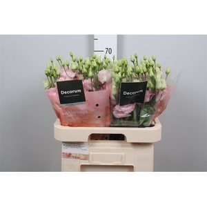 Eus G Alissa Light Pink Ex
