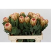 Protea Grandicolor