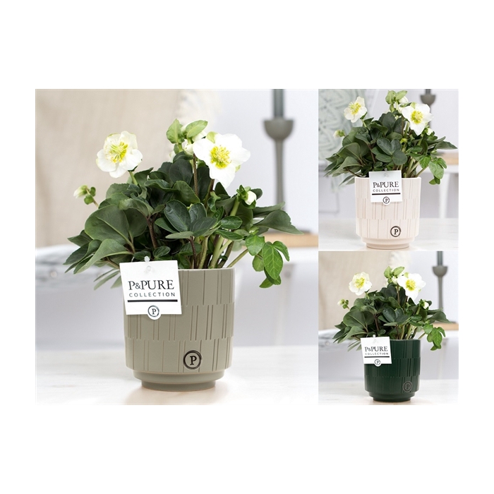 <h4>1st class Helleborus "Xmas C." in P&PURE Tess ceramics ass. 3</h4>