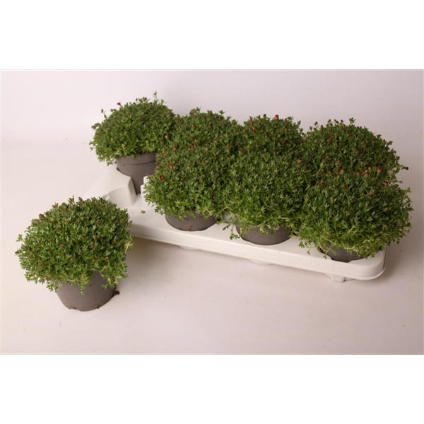 <h4>Saxifraga Marto Picotee</h4>