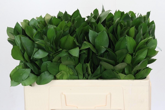 <h4>RUSCUS HYPOPHYLLUM</h4>