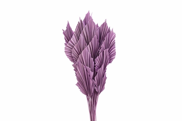 <h4>Dried Palm Spear 10pc Milka Bunch</h4>