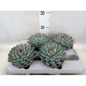 Echeveria  'Apus'