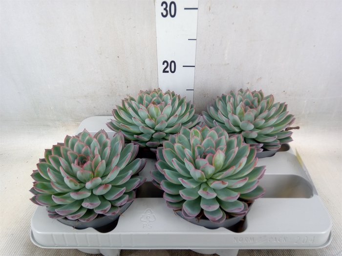 <h4>Echeveria  'Apus'</h4>