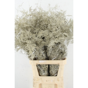 Asp IT L.Getopt Platina