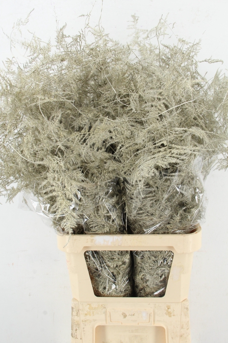 <h4>Asp IT L.Getopt Platina</h4>