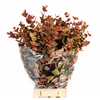 Euc. Cinerea Painted Autunno 'De Luxe'