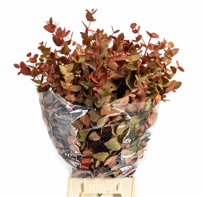 Euc. Cinerea Painted Autunno 'De Luxe'