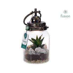 Glazen LEDlamp met Haworthia