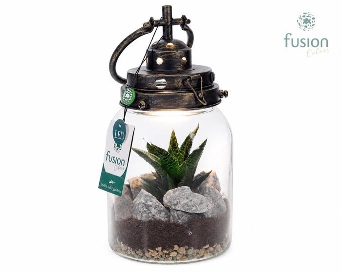 <h4>Glazen LEDlamp met Haworthia</h4>