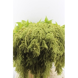Amaranthus Ca Viridis