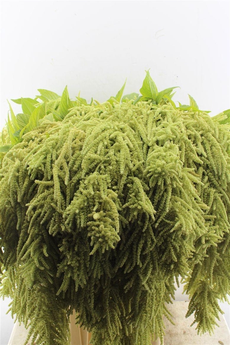 <h4>Amaranthus Ca Viridis</h4>