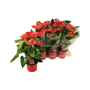 Anthurium XL.9 Jambo Red 17cm (blanco hoes)