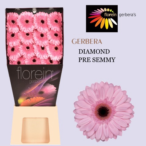 <h4>Gerbera Pre-Semmy Diamond</h4>