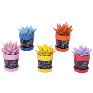 Thank you Teacher Arr. Succulent Ceramic Pot Blackboard Ø07cm