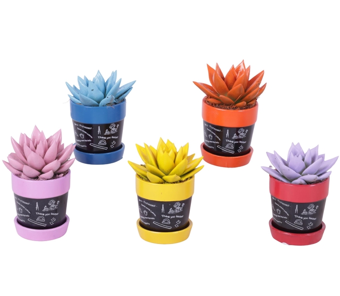 <h4>Thank you Teacher Arr. Succulent Ceramic Pot Blackboard Ø07cm</h4>