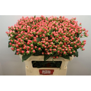 Hyp Sweet Romance Xtra