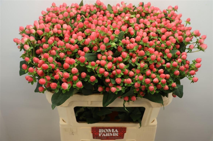 <h4>Hyp Sweet Romance Xtra</h4>