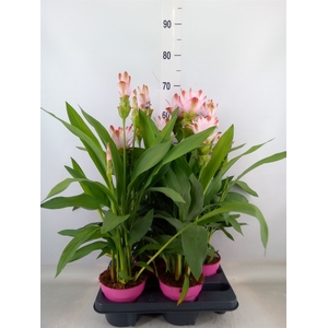 Curcuma alism. 'Siam Salsa'