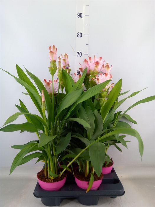 <h4>Curcuma alism. 'Siam Salsa'</h4>