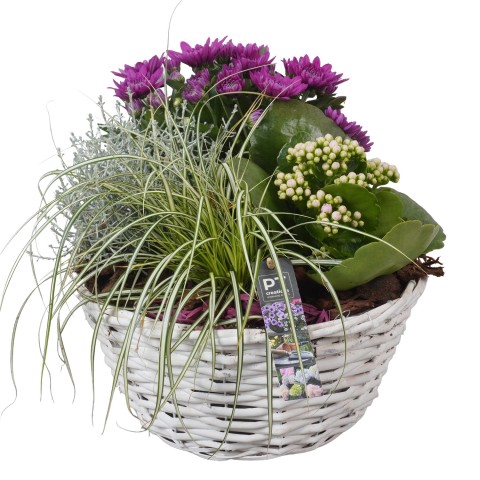 <h4>PTSO7209 Arrangementen Tuinplanten</h4>