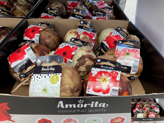 <h4>BLOEMBOL HIPPEASTRUM</h4>