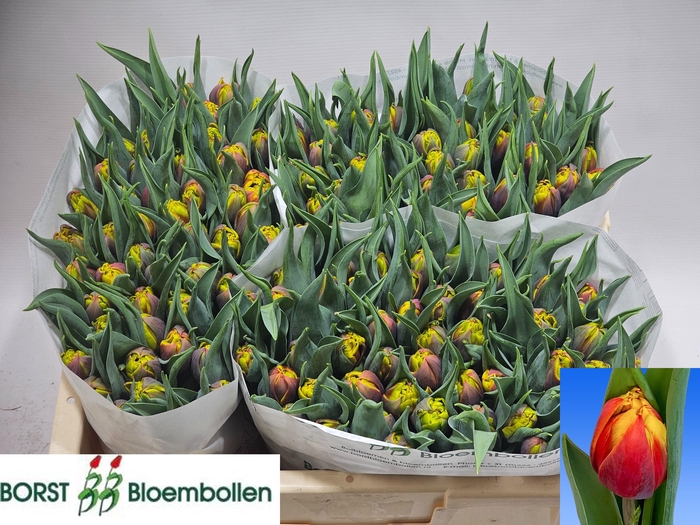 <h4>TU DU BOB MARLEY</h4>