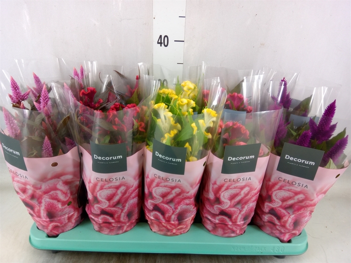 <h4>Celosia arg.   ...mix</h4>