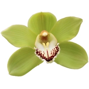 CYMB T OVATI EMERALD