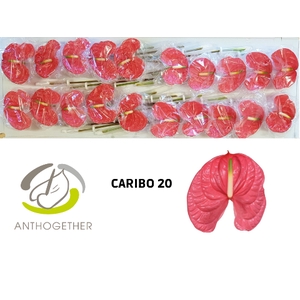 ANTH A CARIBO 20