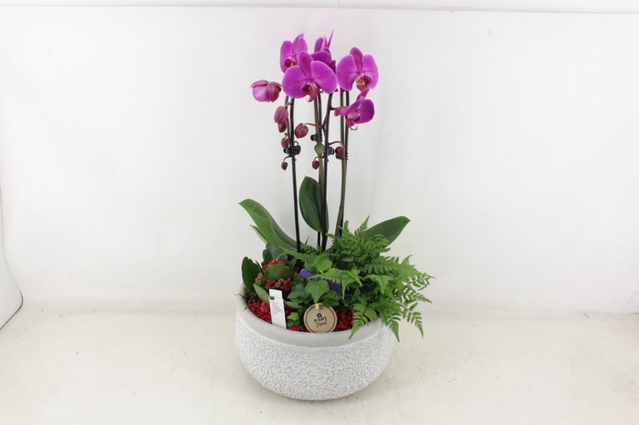 <h4>arr2 PL - Ker. barok grijs phal lila</h4>